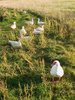 Frische Ente/ Erpel aus Freilandhaltung vom kleinen Bauer
