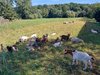 Lammfleisch aus Thüringen und eigener Schlachtung- Küchenfertig zerlegt